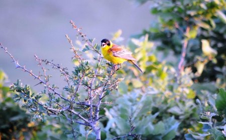 Çhüçıke u Lacekê