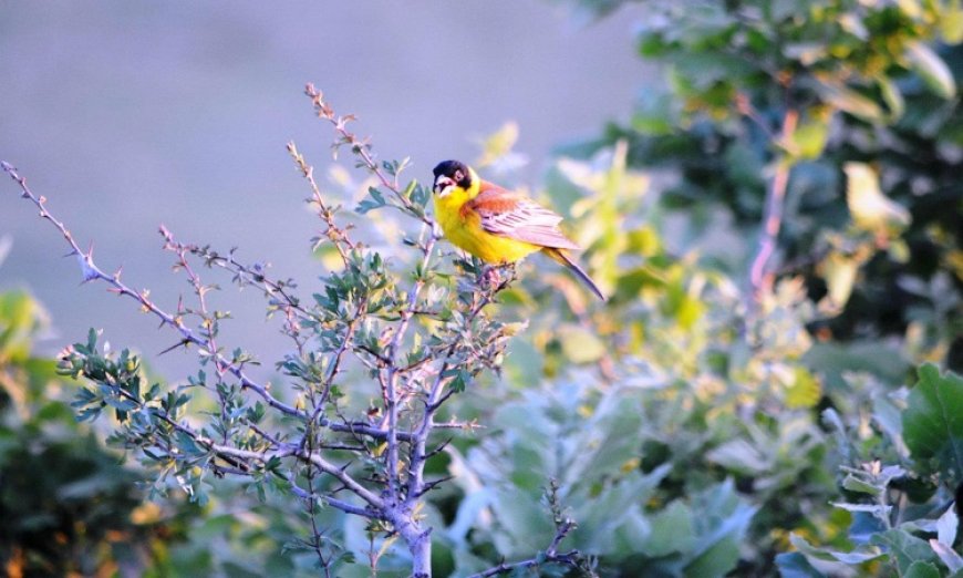 Çhüçıke u Lacekê